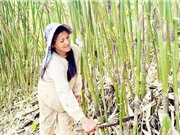 Quảng Ngãi: Phát triển măng vót Sơn Tây theo chuỗi giá trị